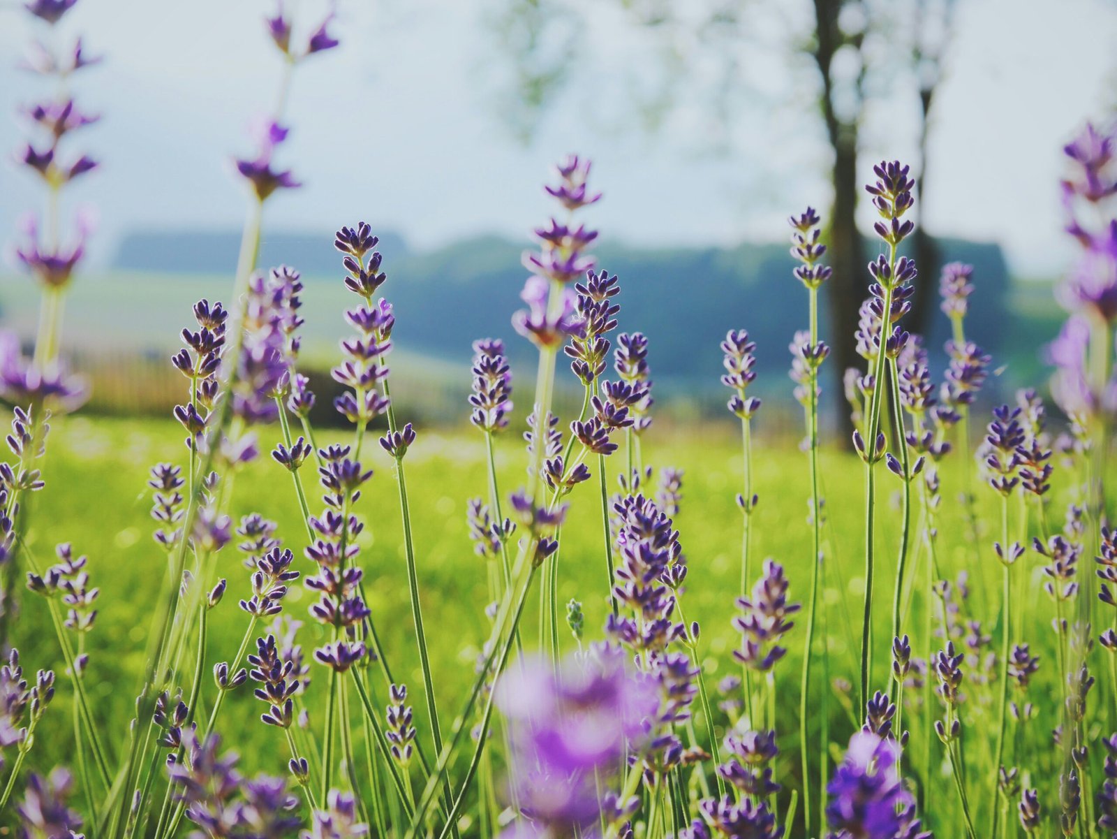 How to Use Lavender Essential Oil to Help Your Baby Sleep